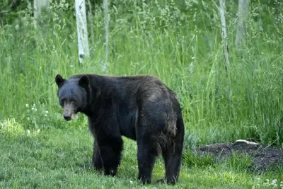 Bear-human conflicts in Colorado this year were the most since 2019