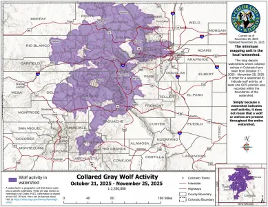 Here’s where Colorado’s gray wolves roamed in past month