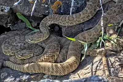 Colorado’s wet spring could mean more rattlesnake bites this summer
