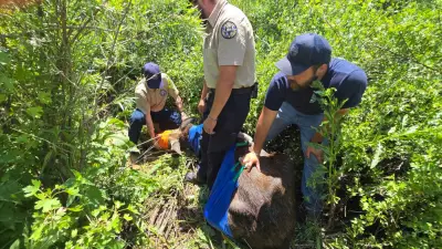 Baby moose found near Colorado Springs park relocated: ‘Not your everyday rescue’