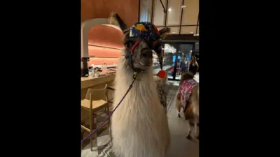 ‘Laughs, Llamas and Pajamas’ event returns to Uptown Atlanta for fifth year