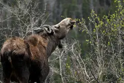 Moose attacks woman walking dog in Boulder County