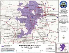 Where are Colorado’s wolves? Latest map shows pull back from southwestern region