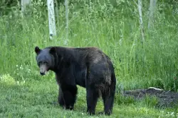 Bear-human conflicts in Colorado this year were the most since 2019