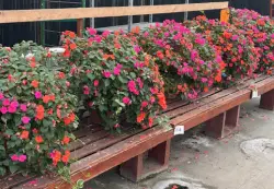 Already killed off those spring plants? Invest in more, but ask for advice