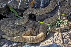 Colorado’s wet spring could mean more rattlesnake bites this summer