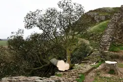Outrage in Northumberland (NE47) : Men Sentenced for Cutting Down 300-Year-Old Sycamore Gap Tree – JUDGE CALLS IT ‘MORONIC MISSION’