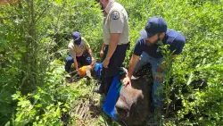 Baby moose found near Colorado Springs park relocated: ‘Not your everyday rescue’