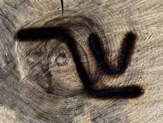 Cattle presumed stolen from farms northeast of Greeley, police seek help finding them